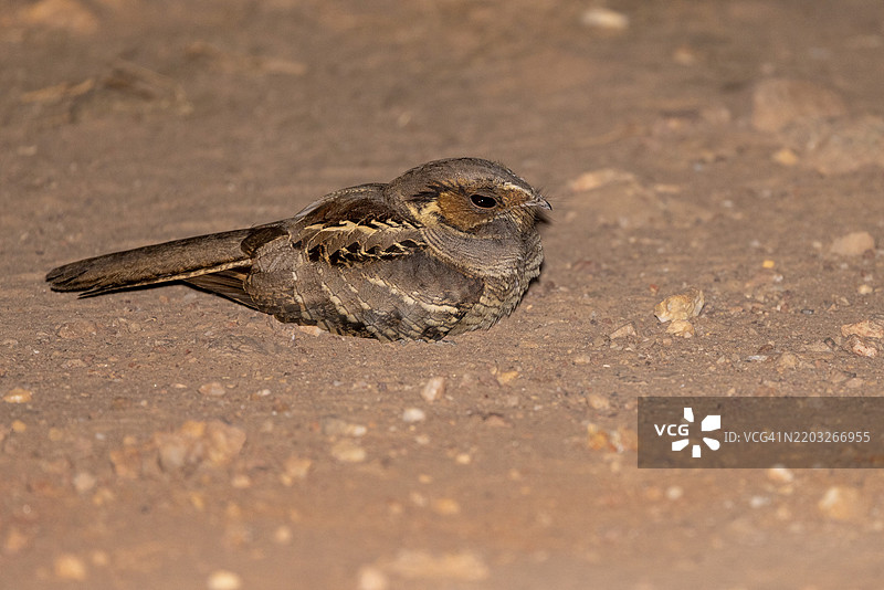 巴西夜鹰（Nyctidromus albicollis），在地面上，夜间，潘塔纳尔，巴西，南美洲图片素材