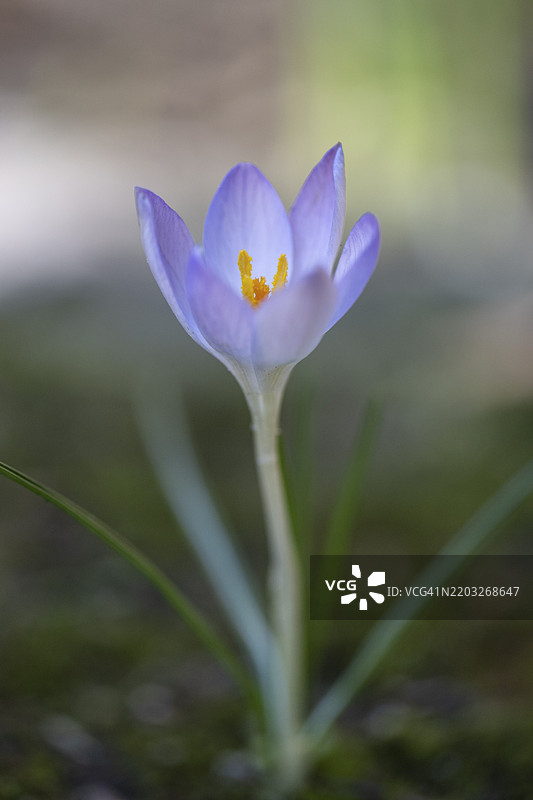 小精灵番红花（Crocus tommasianus），德国下萨克森州，埃姆斯兰，欧洲图片素材
