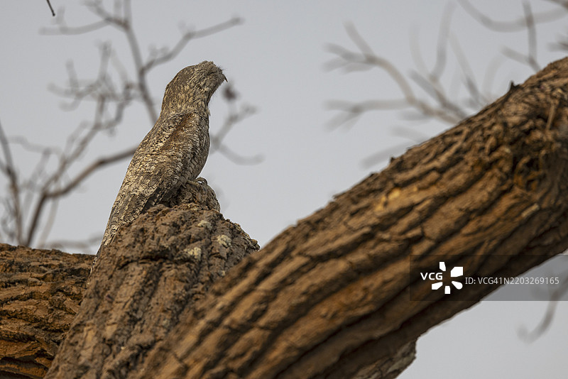 巨型日睡鼠（Nyctibius grandis），也称为巨型吞鸟或巨型乌鲁塔乌，巴西潘塔纳尔，南美洲图片素材