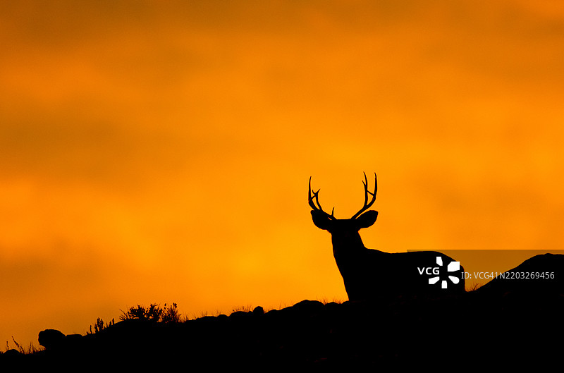 怀俄明州日出时的骡鹿剪影图片素材