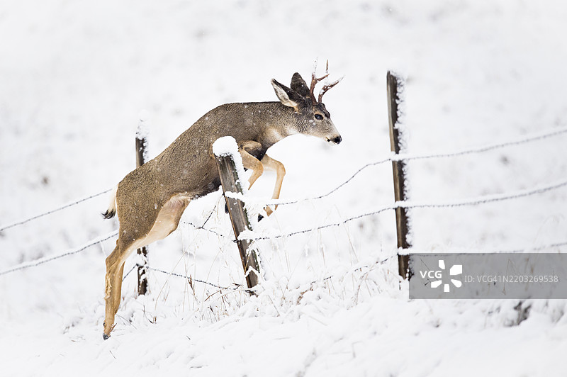 年轻的骡鹿公鹿在雪地上跳过栅栏图片素材