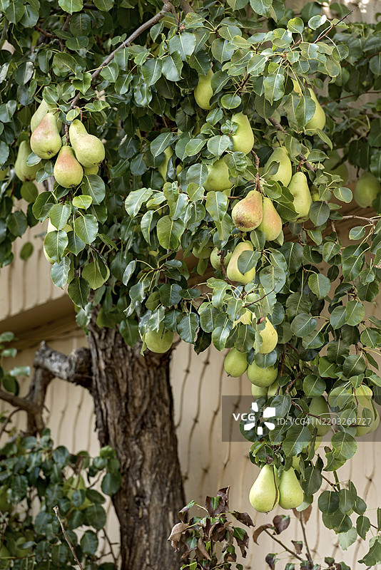 房屋墙上的梨树,成熟的梨(Pyrus),扦插果树,历史悠久的老城,米歇尔施塔特,奥登瓦尔德,黑森州,德国,欧洲图片素材