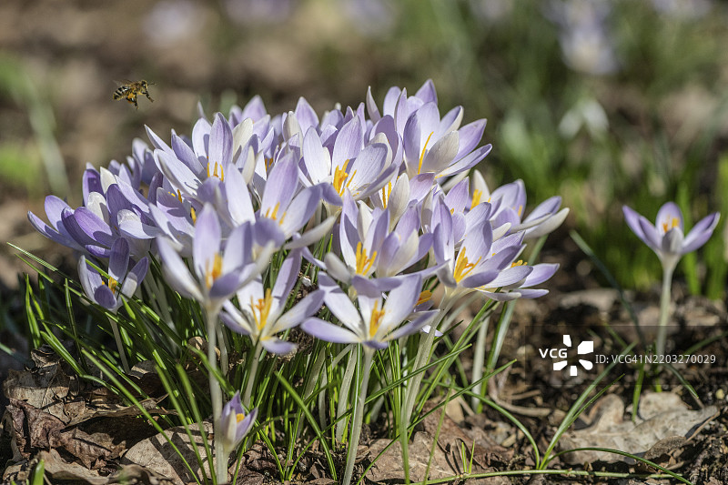 小精灵番红花（Crocus tommasianus），德国下萨克森州，埃姆斯兰，欧洲图片素材