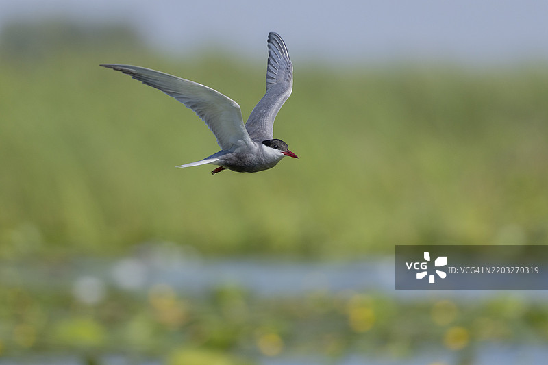 白须燕鸥（Chlidonias hybrida），在罗马尼亚多瑙河三角洲飞翔，欧洲图片素材