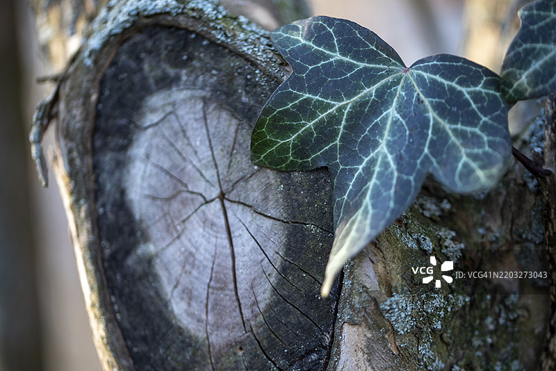 德国欧洲一棵古老、风化的树干上有一片常春藤叶，纹理清晰可见。图片素材