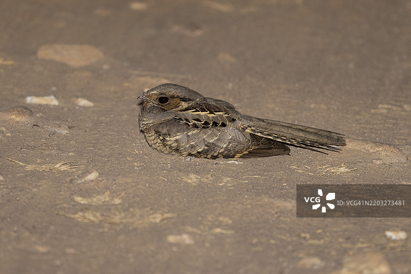 巴西夜鹰（Nyctidromus albicollis），在地面上，夜间，潘塔纳尔，巴西，南美洲图片素材