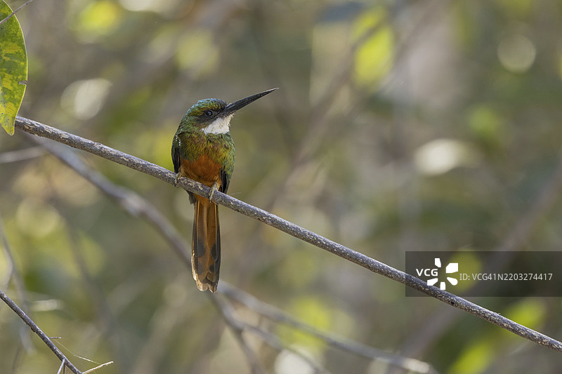 红尾美洲翠鸟（Galbula ruficauda），栖息在树枝上，巴西潘塔纳尔，南美洲图片素材