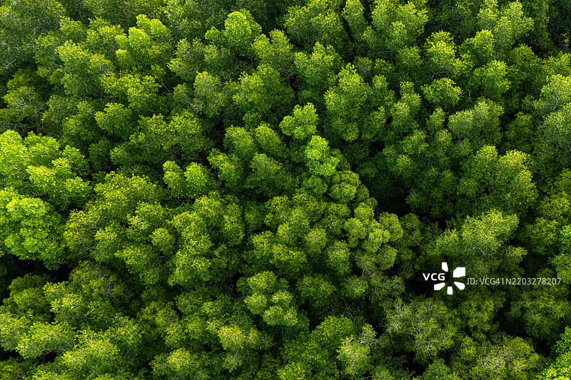俯瞰郁郁葱葱的森林或林地，完整视角下的树冠景观图片素材