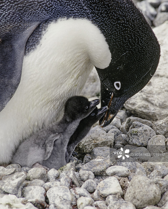 阿德利企鹅，保利特岛，南极半岛，南极洲，Pygoscelis adeliae。成年企鹅和小企鹅在有雪的巢穴旁。图片素材