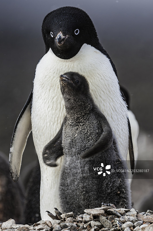 阿德利企鹅，保利特岛，南极半岛，南极洲，Pygoscelis adeliae。成年企鹅和小企鹅。图片素材
