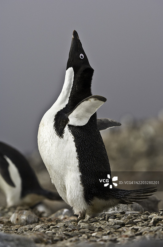 阿德利企鹅，保利特岛，南极半岛，南极洲，阿德利企鹅。南极洲。图片素材