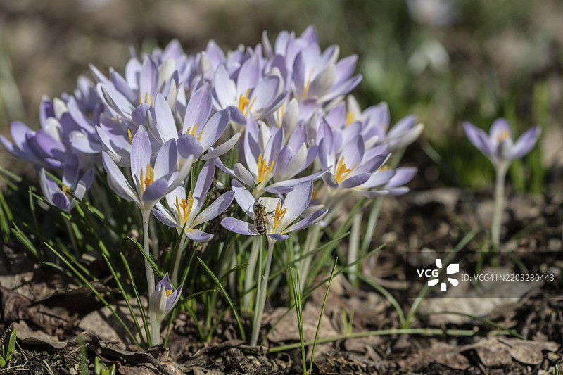 小精灵番红花（Crocus tommasianus），德国下萨克森州，埃姆斯兰，欧洲图片素材
