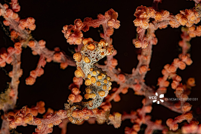 印尼伦贝海峡的黄变侏儒海马（Hippocampus bargibanti）与海扇（Muricella plectana）共生图片素材