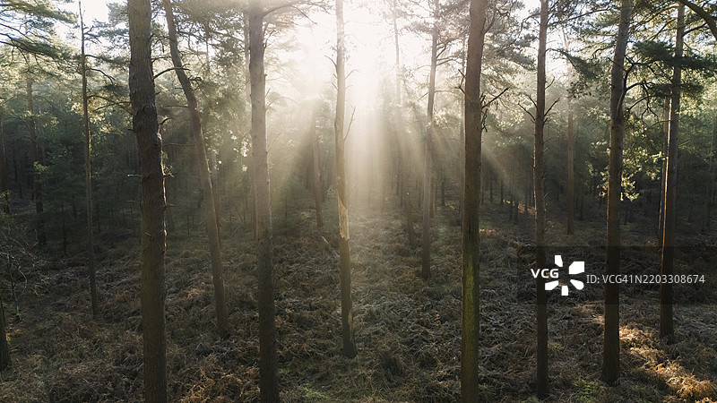 冬日的早晨，阳光透过森林洒下。图片素材