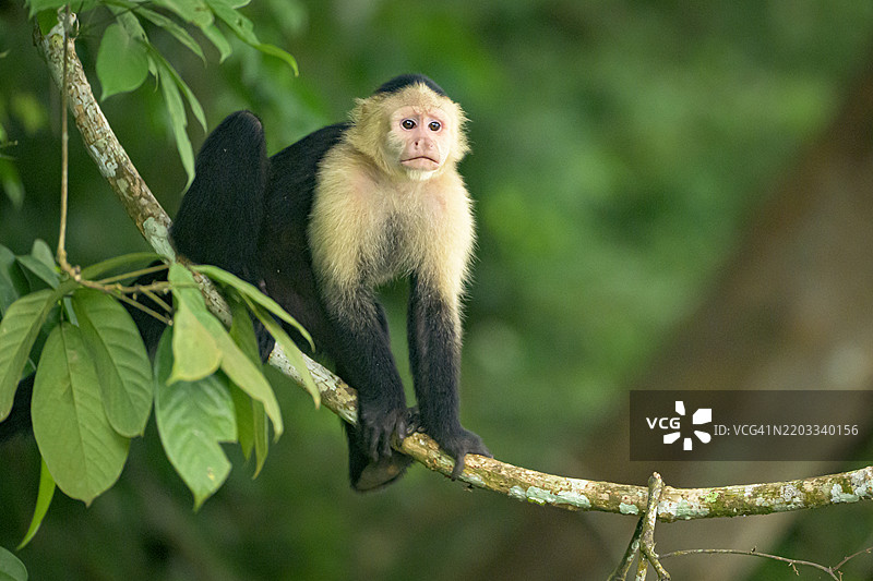 栖息在茂密热带森林树枝上的巴拿马白面卷尾猴图片素材