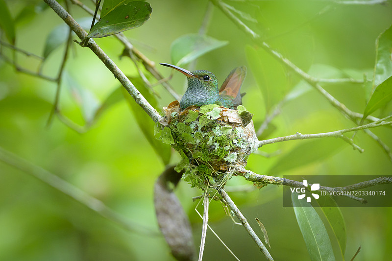 红尾蜂鸟在郁郁葱葱的环境中筑巢图片素材