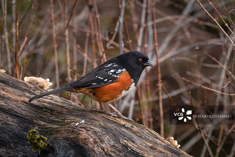 斑点托威鸟图片素材