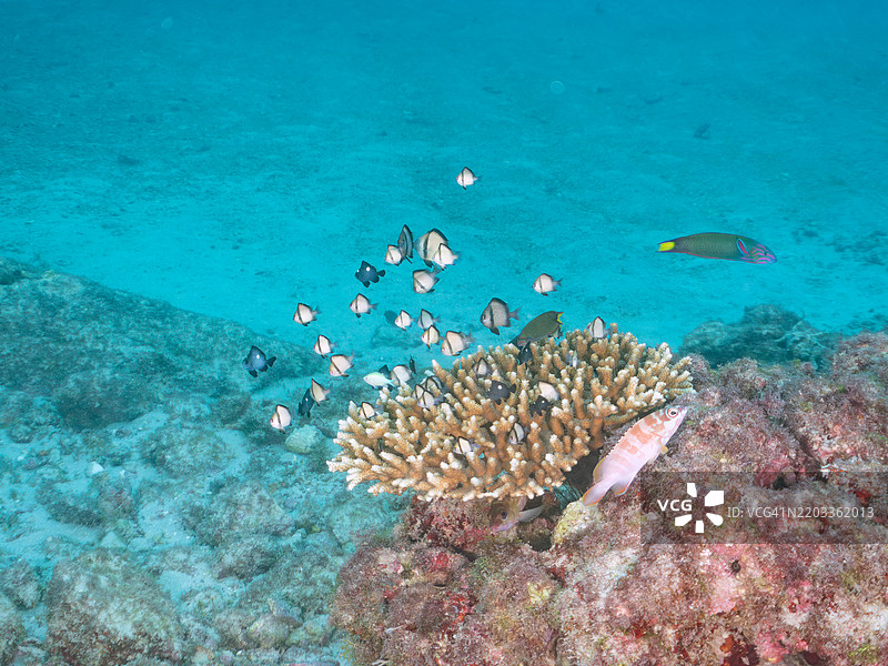 珊瑚跃出水面。美丽的桌状珊瑚和一群可爱的幼年调色刀鱼（Fragtail surgeonfish）、网状达斯基鲁斯（Dascyllus reticulatus）、三斑达斯基鲁斯（Dascyllus trimaculatus）等。图片素材
