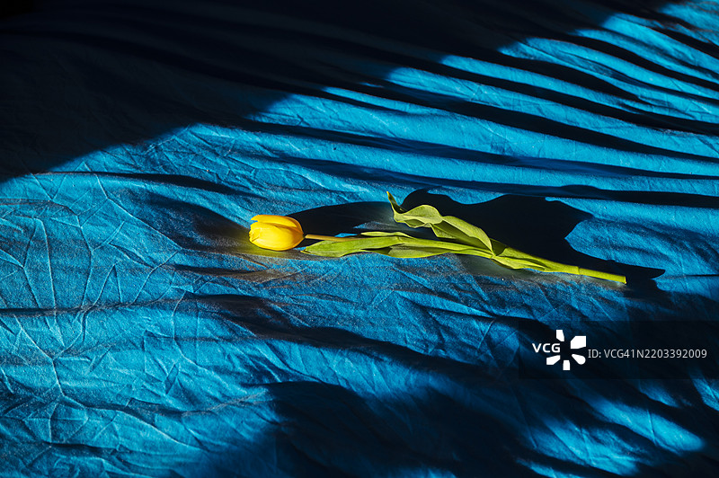 明亮的黄色郁金香优雅地 resting 在有纹理的蓝色布料上，营造出一个充满柔和阴影和光线的宁静室内环境。图片素材