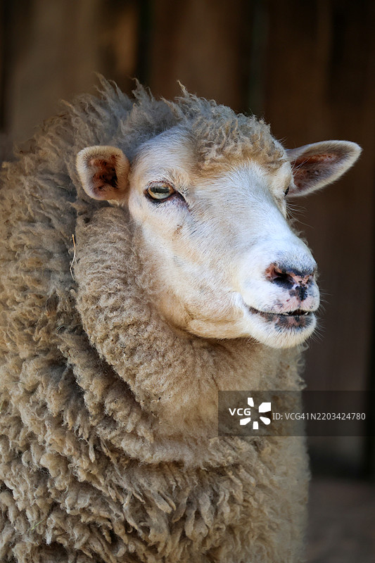 羊的肖像图片素材