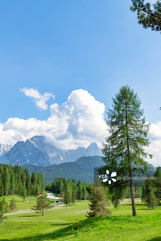 在卡多雷附近的丹塔，魔幻般的多洛米蒂山脉一瞥，前景是一片绿草坪，郁郁葱葱的松树和巍峨的雪山在蓝天和轻云的映衬下显得格外壮丽。令人叹为观止的景色。图片素材