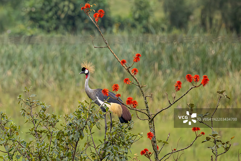 灰冠鹤在盛开的红花树下 – 乌干达图片素材