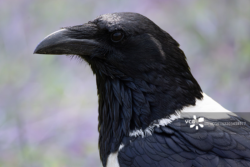 乌干达的斑鸠肖像图片素材