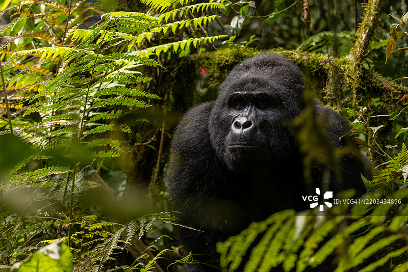 乌干达布温迪不可穿越国家公园中的山地大猩猩与蕨类植物相伴图片素材