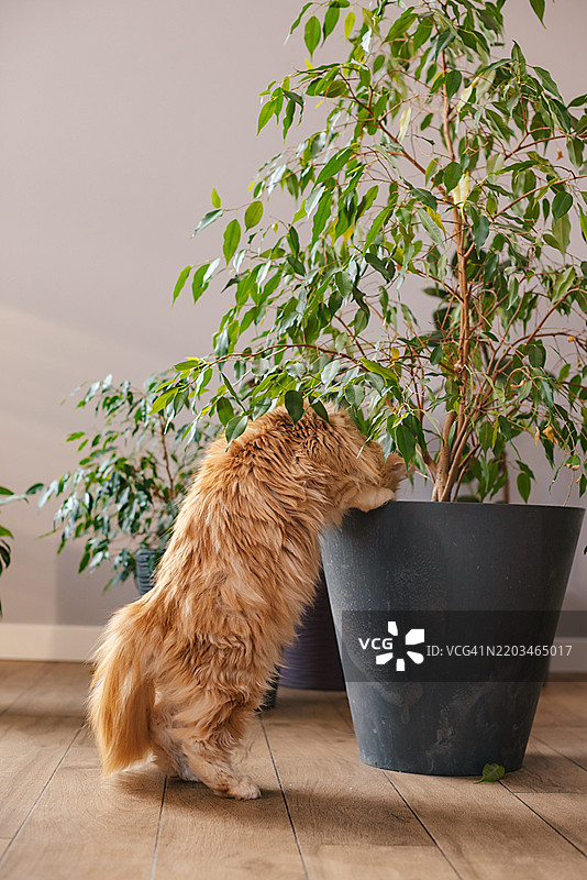 姜黄色的猫和家中的花园花卉图片素材