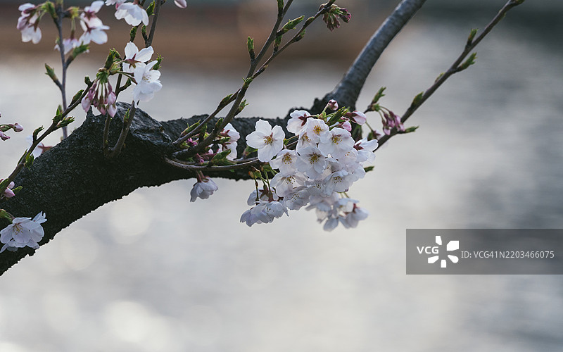 在日本东京的河岸公园里，有一棵盛开的樱花树。图片素材