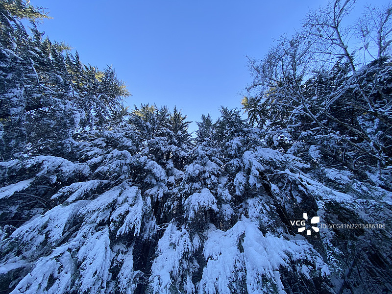 低角度视图的树木与晴朗的蓝天，内哈勒姆，俄勒冈州，美国图片素材