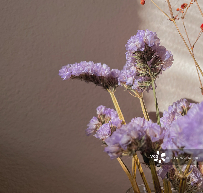 紫色开花植物的特写，佛罗里达大学，美国图片素材