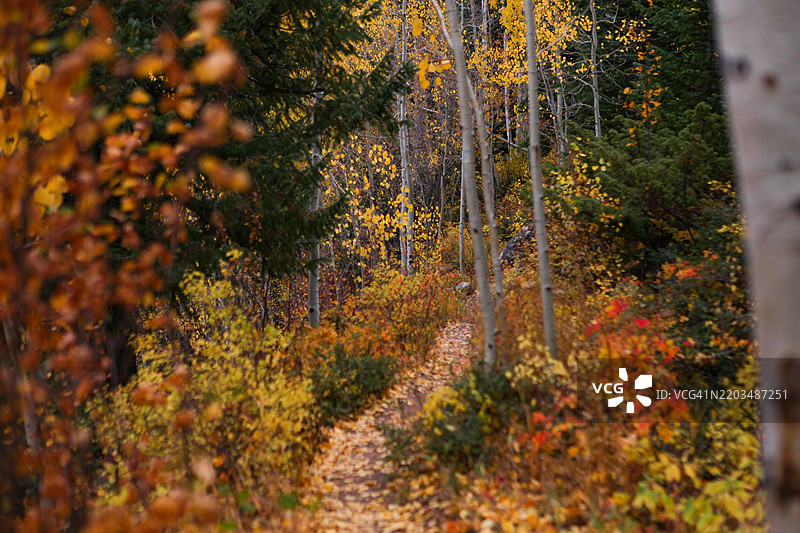 明亮的秋季白杨树林与徒步小径，布雷肯里奇，科罗拉多州，美国图片素材