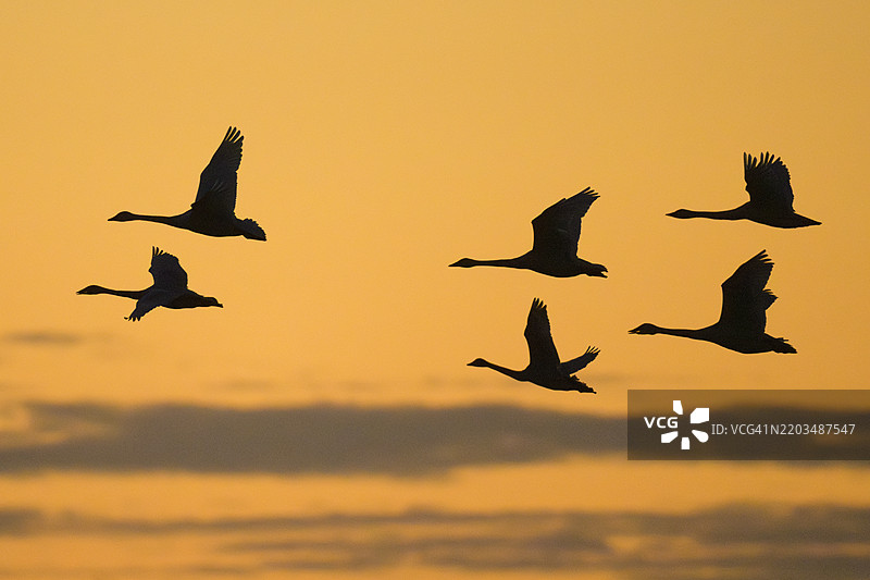 北卡罗来纳州的东部 tundra 天鹅在日落时迁徙图片素材