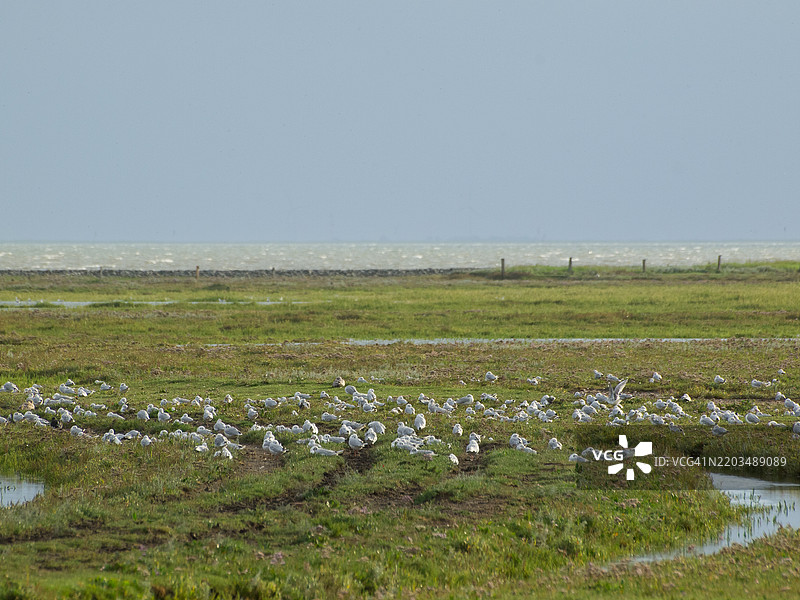 位于北海的尤斯特岛，德国图片素材