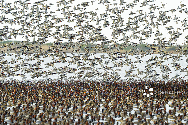 皮岛国家野生动物保护区的迁徙鸭群图片素材