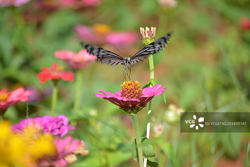 蝴蝶在粉色花朵上授粉的特写镜头图片素材