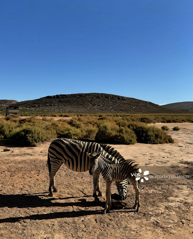侧面视角的平原斑马在田野上站立，背景是晴朗的天空图片素材