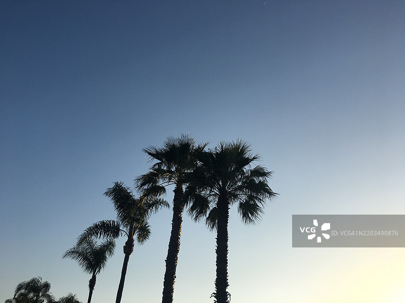 低角度视图下的棕榈树剪影与晴朗的天空，圣地亚哥，加利福尼亚州，美国图片素材