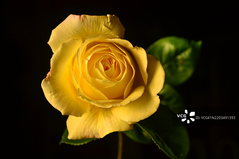 黄色玫瑰特写，卡列乌卡列乌，拉潘帕，阿根廷图片素材