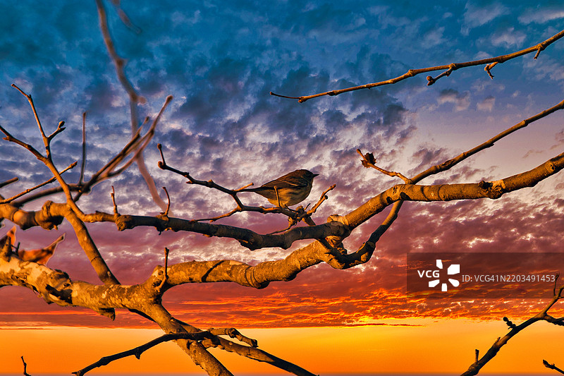 日落时分，加州卡彭特里亚的天空中轮廓分明的光秃树木图片素材