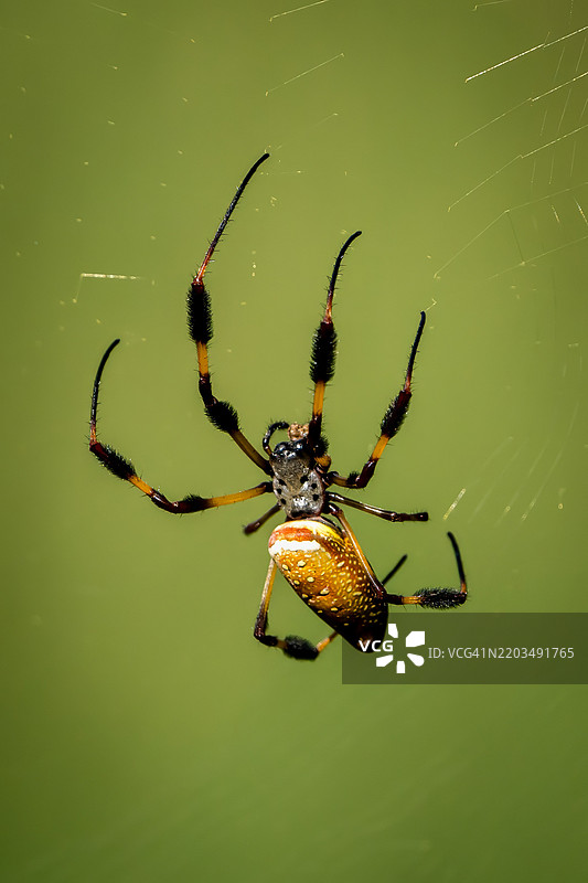 蜘蛛特写，南卡罗来纳州穆雷尔斯港，美国图片素材