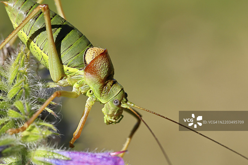 草原鞍蝗(Ephippiger ephippiger)雄性,位于葡萄园中,栖息在普通蛇麻草(Echium vulgare)上,背景模糊,动物肖像,叶蝉,长足蝗虫,德国红色名录,物种图片素材