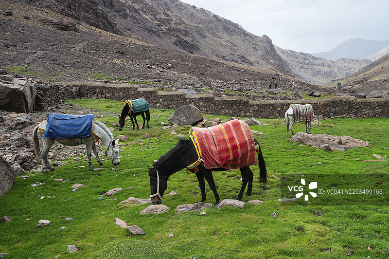 摩洛哥图卜卡尔峰的登山小径上的骡子，北非最高的山峰图片素材