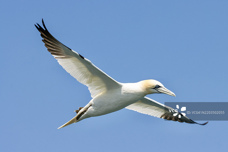 在英国布里德灵顿，一只北方鸬鹚在空中翱翔。图片素材