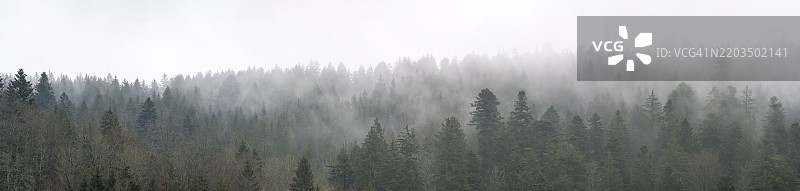 黑森林北部施瓦岑巴赫大坝雾中的树木，全景照片，福尔巴赫，巴登-符腾堡州，德国，欧洲图片素材