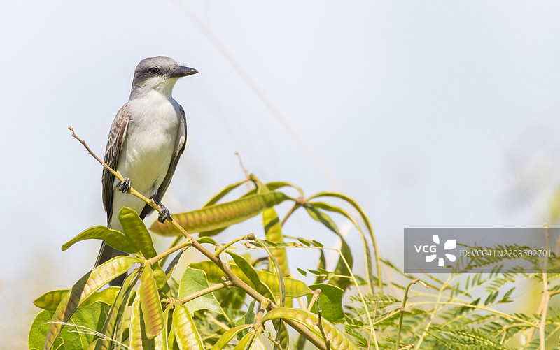 鸟栖息在植物上的特写镜头图片素材