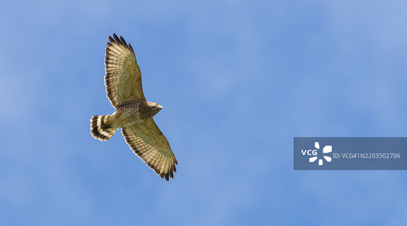 低角度视图的猛禽在蓝天中飞翔图片素材