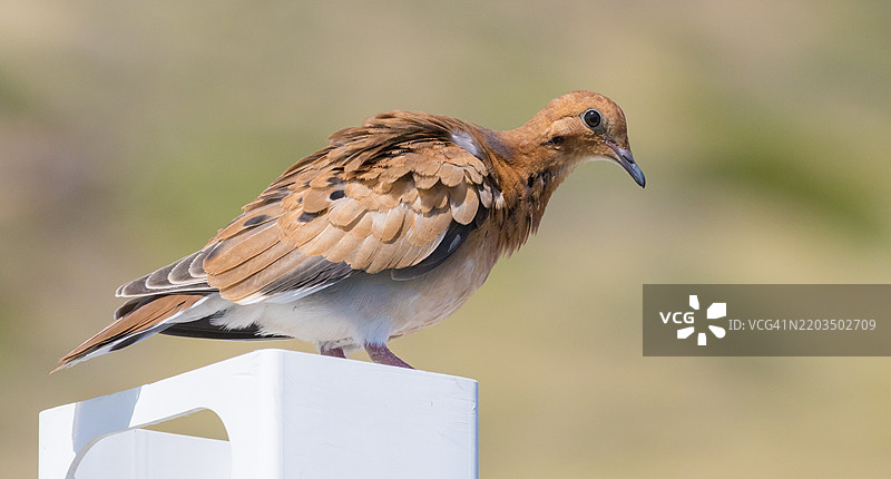 鸟栖息在木头上的特写镜头图片素材