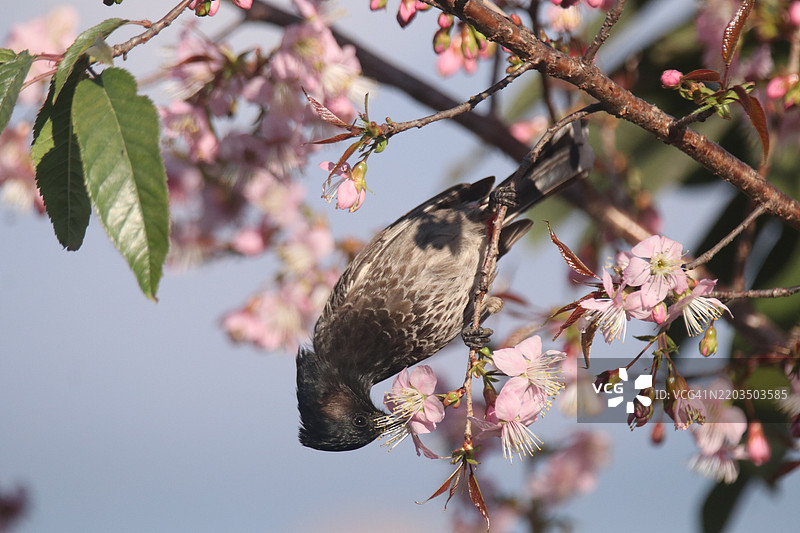 鸟儿栖息在树上的特写镜头图片素材